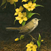 Kazuki Kibe Gallery